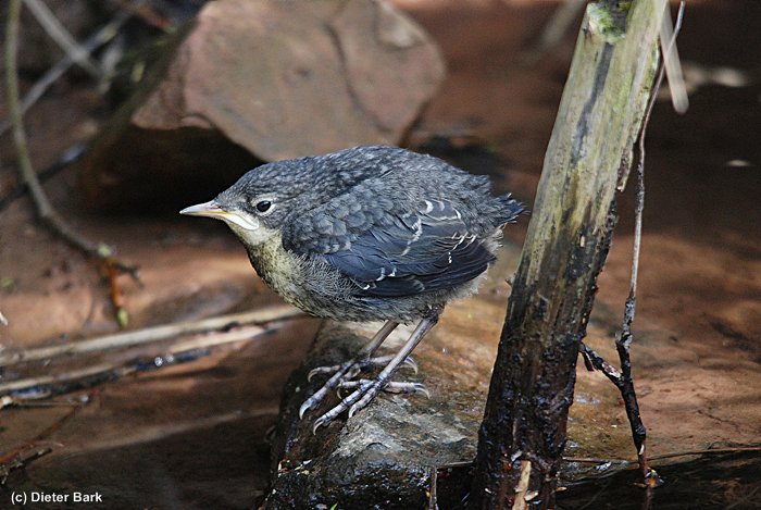 043 Junge Wasseramsel